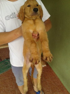 Big Bone Golden Puppy For Sale - Golden Retriever Dog