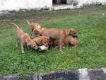 Council Alert - Pls Help Adopt - Mixed Breed Dog
