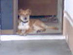6 mths old, become guard dog (Aug'08)