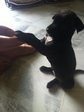 4 Adorable Puppies, 16 Paws! - Mixed Breed Dog