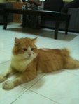 Jebah - Persian Cat