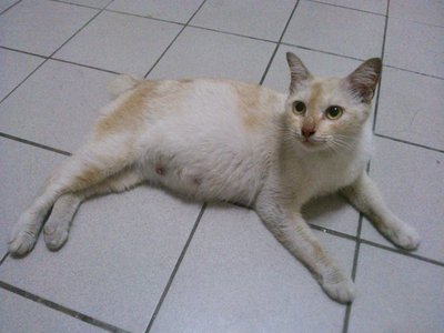 Pregnant Female - Domestic Short Hair Cat