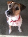 {[(Jack Russell Terrier(Urgent!)]} - Jack Russell Terrier (Parson Russell Terrier) Dog