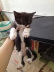 Batkitten (Black&amp; White) - Domestic Short Hair Cat