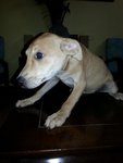 Jimmy - Mixed Breed Dog