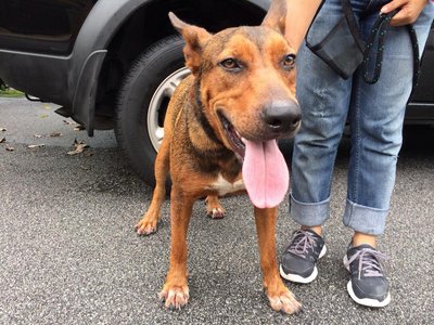 Thor - Found In Taman Tar Ampang - Mixed Breed Dog