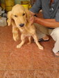 Quality Golden Retriever Puppy - Golden Retriever Dog