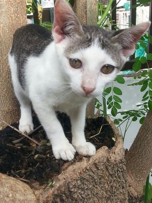 Spotty - Domestic Short Hair Cat