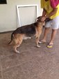 Pure German Shepherd - German Shepherd Dog Dog