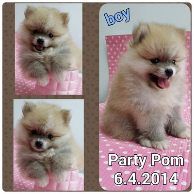 Party Pomeranian - Pomeranian Dog