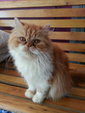 Orange And White - Persian Cat