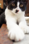 Zorro - Domestic Medium Hair Cat