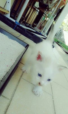 Baby - Domestic Short Hair Cat