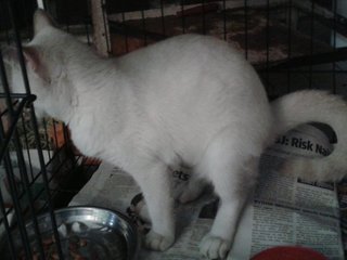 Mr Black N Ms White - Domestic Medium Hair + Domestic Short Hair Cat