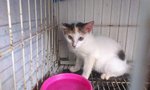 Snow White - Domestic Medium Hair Cat