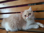 Exotic Kitten - Exotic Shorthair Cat
