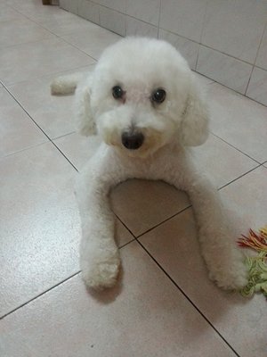 Ah Bui - Poodle Dog