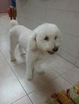 Ah Bui - Poodle Dog