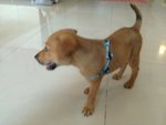 Bella For Adoption (Golden Brown) - Mixed Breed Dog