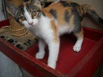 Fanee - Domestic Short Hair Cat