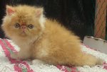 Flatface Male - Persian Cat