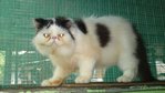 Isaac - Persian Cat