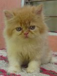 Semiflat Persian Male - Persian Cat