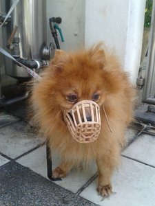 Tiger - Pomeranian Dog