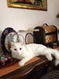 Meow Mi - Persian Cat