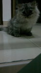 Chiko - Persian + Domestic Long Hair Cat