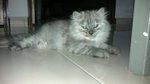 Chiko - Persian + Domestic Long Hair Cat