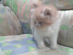 Tooty - Persian Cat