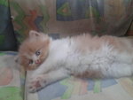 Tooty - Persian Cat