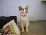 Taboo - Domestic Short Hair Cat