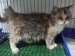 Yoohee - Persian Cat