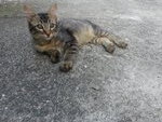 Larry - Domestic Medium Hair Cat