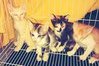 Feb 2012. Their Kitty gang! :) 