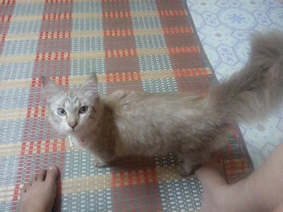 Manja - Munchkin + Domestic Long Hair Cat