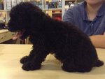 Pure Black Toy Poodle - Poodle Dog