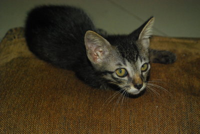 Kechik - Domestic Short Hair Cat