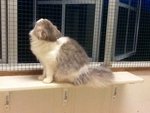 Momo Jr - Domestic Long Hair Cat