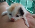 Chubby Kittens Need Caring Home. - Domestic Medium Hair Cat