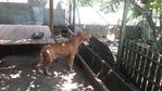 Max - Pit Bull Terrier Dog