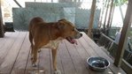 Max - Pit Bull Terrier Dog