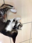 Bulan - Persian + Siamese Cat