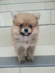 Pomerianian - Pomeranian Dog