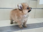 Pomerianian - Pomeranian Dog