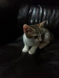 Whitey &amp; Stripey - Manx + British Shorthair Cat