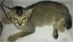 Champ - Tabby Cat