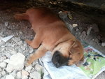 Brownie, who was hit by a car, lying under the car and unable to move much.